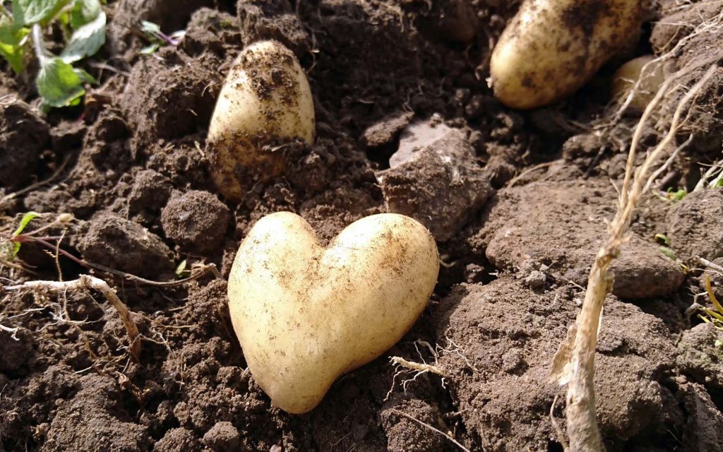Hjärtformad potatis