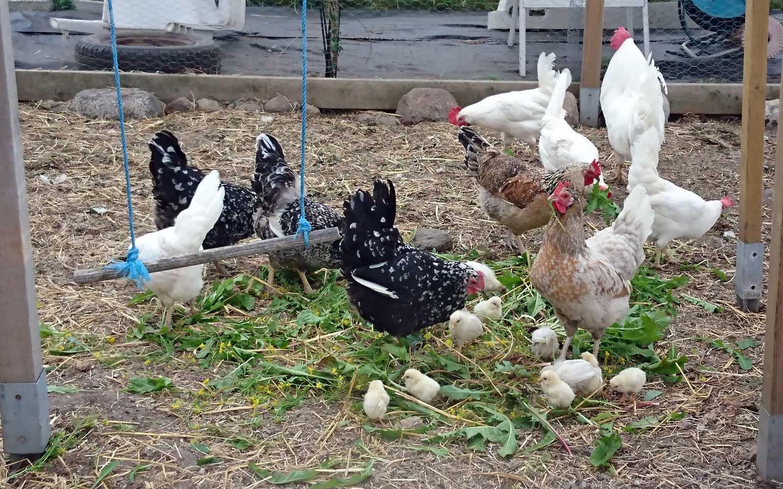 Kycklingarna med sina hönsmammor