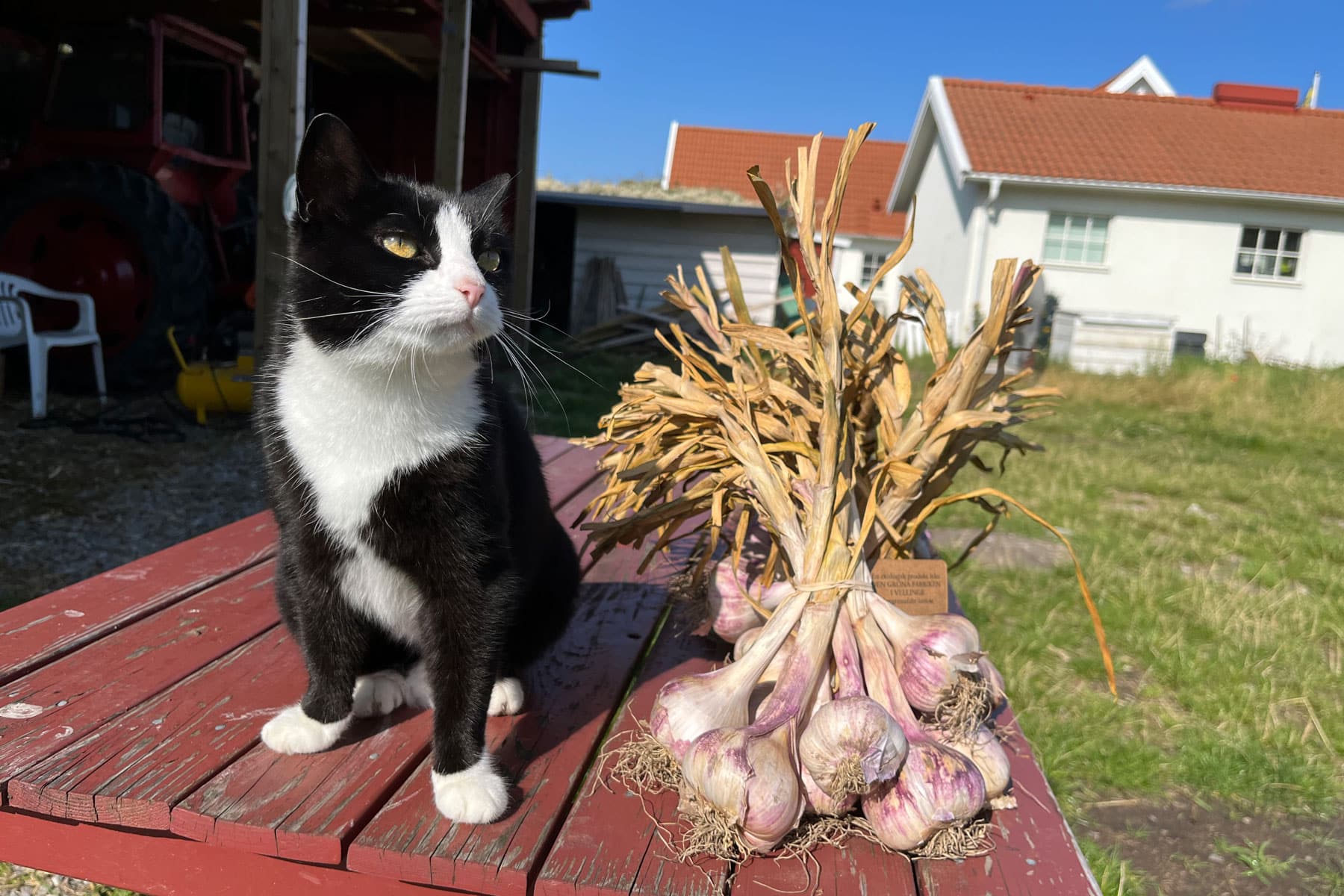 vitlok-katt